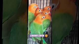 Lovebird biola cantik  harga Lovebird terbaru