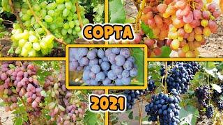 Топ 5 сортов винограда для средней полосы 2021