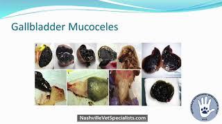 Gallbladder Mucoceles Medical & Surgical Perspectives