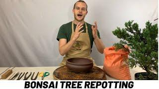 Repotting a Bonsai Tree Tutorial The Bonsai Supply