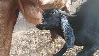 cute baby goat drink mother milk القاسية#Cute#baby#goat#bad#mother#shorts#