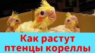 КАК РАСТУТ ПТЕНЦЫ КОРЕЛЛЫ