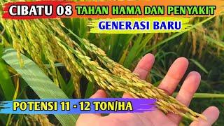 CIBATU 08  BENIH PADI UNGGUL - TAHAN HAMA DAN PENYAKIT