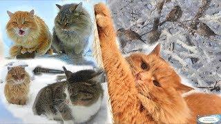 #Koshlandia Siberian Farm cats  Ириска -  Iriska Pooh and Rych - Пух и Рыч