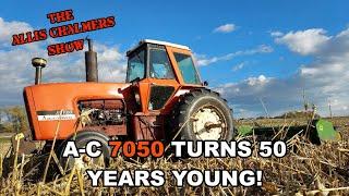 Allis Chalmers Show  Chopping Corn Stalks With The AC 7050