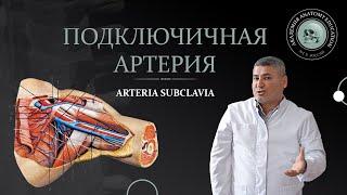 Подключичная и подмышечная артерии  ARTERIA SUBCLAVIA