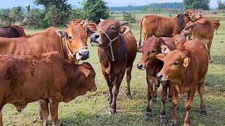 tết là tết - nhạc con bò chào xuân 2024 - liên khúc xuân hát con bò sôi đông - con bò