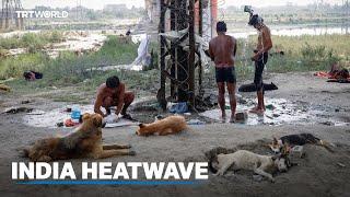 Extreme temperatures in India lead to deaths among humans and animals