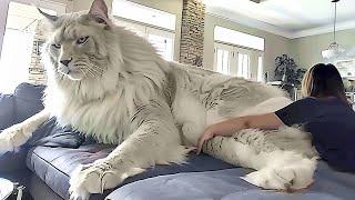 The BIGGEST CAT BREEDS In The World