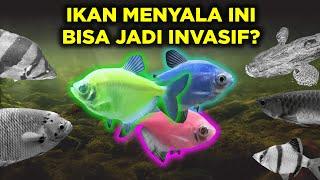 IKAN GLOFISH DIGEMARI BERPOTENSI JADI IKAN INVASIF?