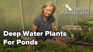 Deep Water Plants For Ponds