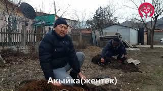 Акыйка жентек