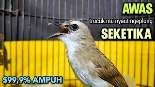 TRUCUKAN GACOR Ropel Panjang Buat PANCINGAN TRUCUKAN Agar Bunyi Jadikan BURUNG TRUCUK Gacor EMOSI