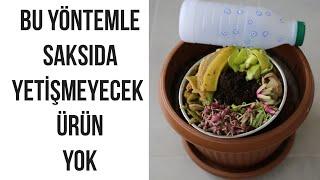 Saksıda Marul Yetiştirme  Mutfak Atıkları İle Saksıda Marul