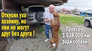 Долгожданная встреча Питбуля с Хозяином  Питбуль был обречен на смерть но ему дали новый шанс 