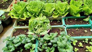 pertama kali petik daun kecipir dan buncislanjut petik pakcoy putih #minigardenrooftop