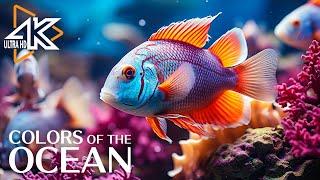 Underwater Wonders 4K - The Marvelous Creatures of the Ocean - Relaxing Music