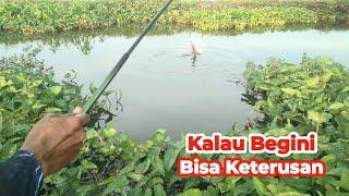 Makin sore Makin Edan  Mancing Saat Ikan Rakus rakusnya Mancing Sebentar Hasilnya Banyak