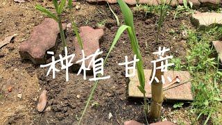 种植甘蔗｜一根甘蔗 = 一片甘蔗