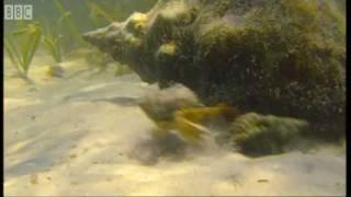 Giant Horse Conch and Burglar Hermit Crabs  Blue Planet  BBC Earth