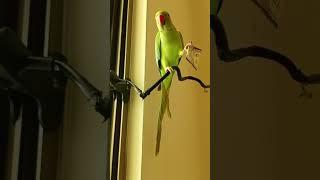 Highlight 2452 - 2952 from the smart and beautifull talking parrots