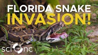 Invasive pythons have nearly eradicated small mammals in the Florida Keys