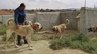 REAL GIANT TURKISH KANGAL DOGS - VERY AGRESSIVE