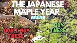 Dont buy these A guide to finding your next Japanese Maple tree