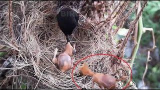 Mother Smells Weak Immature babies & PUSHED OUT ALL  bulbul birds in nest  bird video Full 3