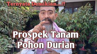 PROSPEK TANAM POHON DURIAN SEBAGAI INVESTASI SANGAT MENGUNTUNGKAN #durian