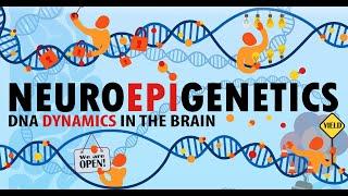 Introduction to Neuroepigenetics Vanessa B. Sanchez Neuroscience PhD Candidate