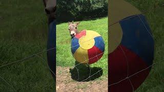 Donkey Has a Ball  ViralHog
