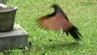 Coucal attacks Cobra in Sri Lanka