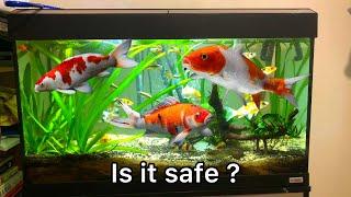 Can you keep koi fish in an Aquarium tank