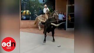 Only in America Cowboy Lassoes Rampaging Longhorn in Downtown Colorado Springs