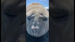  как чихает тюлень 