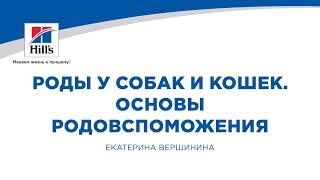 Вебинар на тему «Роды у собак и кошек. Основы родовспоможения». Лектор – Екатерина Вершинина