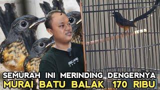 SEMURAH INI HARGA MURAI BATU.. EKOR BALAK CUKUP 170 RB DIKIOS YANTO PB PRAMUKA