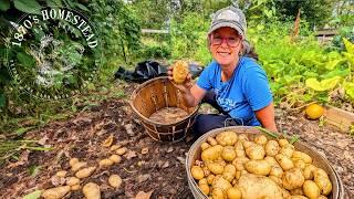 Potato Harvest Using Landscape Fabric  Did it ruin my Soil?