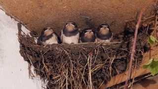 Barn Swallows - bird of the year