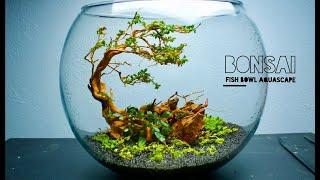 BONSAI FISHBOWL AQUASCAPE