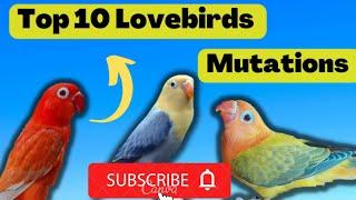 mutation of lovebirds  Top 10 lovebirds 2022-2023subscribe my channel