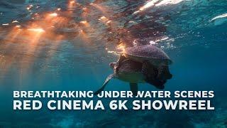 Breathtaking Underwater Scenes in 6K  RED Cinema Underwater Showreel  Tom Park Films
