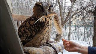 Its snowing Owl raging over being denied sitting under snow