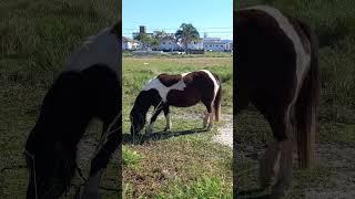 #SHORTS #CAVALO DE PEQUENA ESTATURA