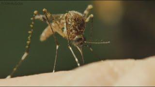 Maine CDC Six wild birds test positive for West Nile virus