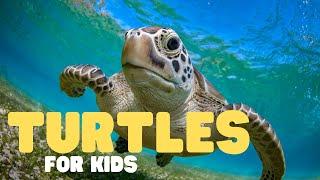 Turtles for Kids  Learn all about these water-loving reptiles