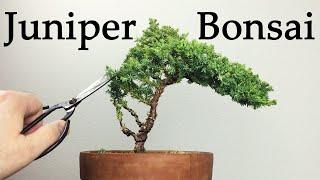 CREATING a tiny JUNIPER BONSAI TREE from a small nursery start. JUNIPER BONSAI TREES for beginners.