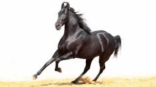 Horse Marwari  Picture Idea Of Horse Breed Marwari