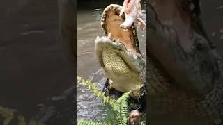 Feeding Monster Gators on a Zipline @KampKenan